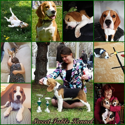 Sweet Fable beagle kennel