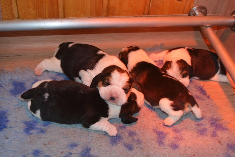 Sweet Fable Beagle törzskönyves kiskutya