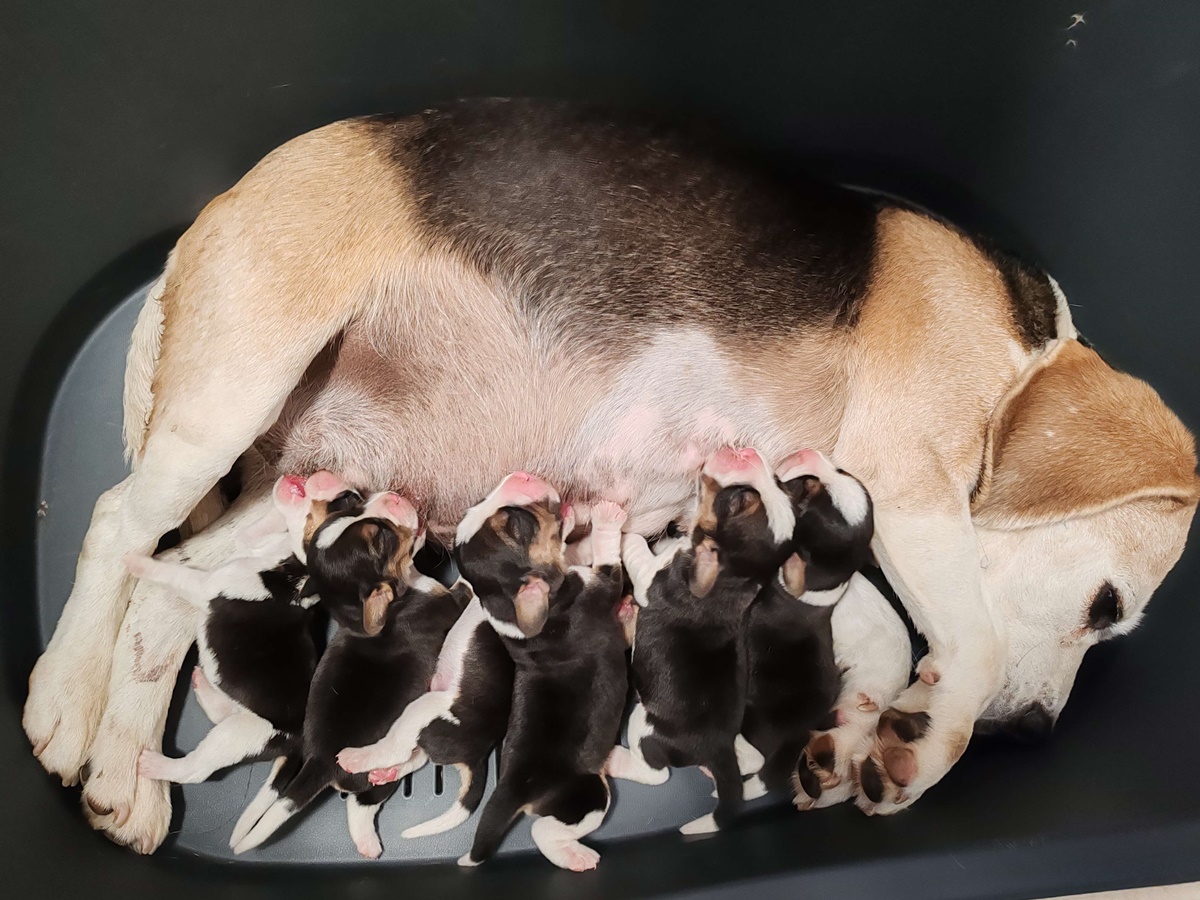 "I"alom Beagle kiskutya