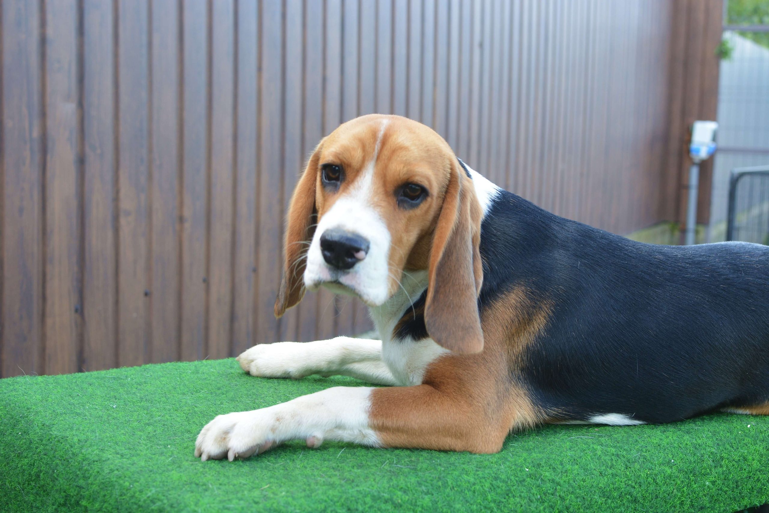 Sweet Fable Guba eladó