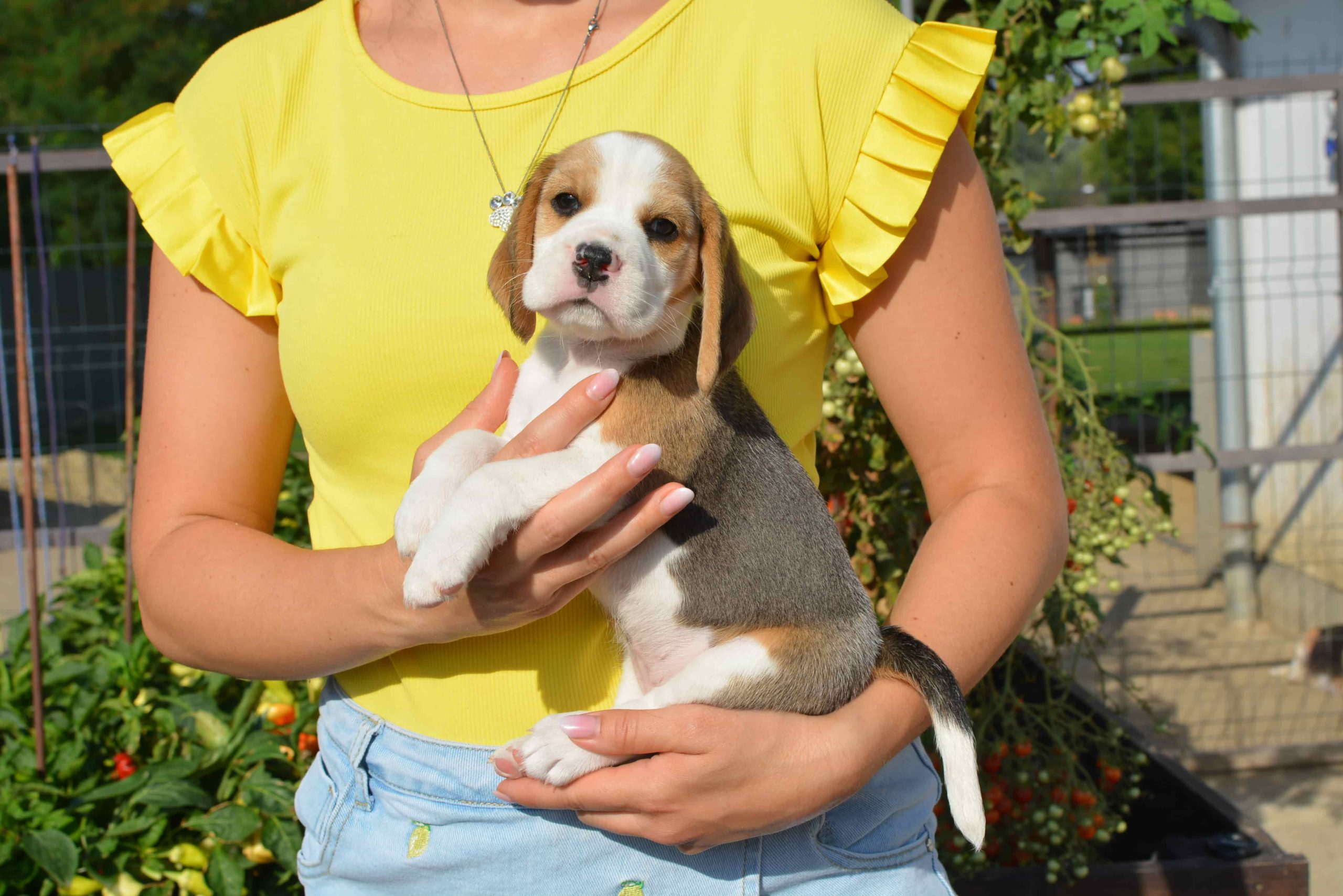 Sweet Fable Beagle kölyök