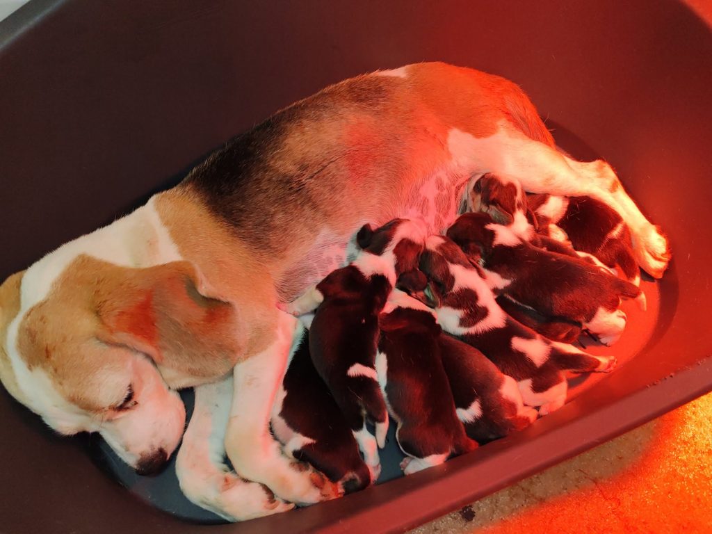 Sweet Fable beagle alom-kölyök