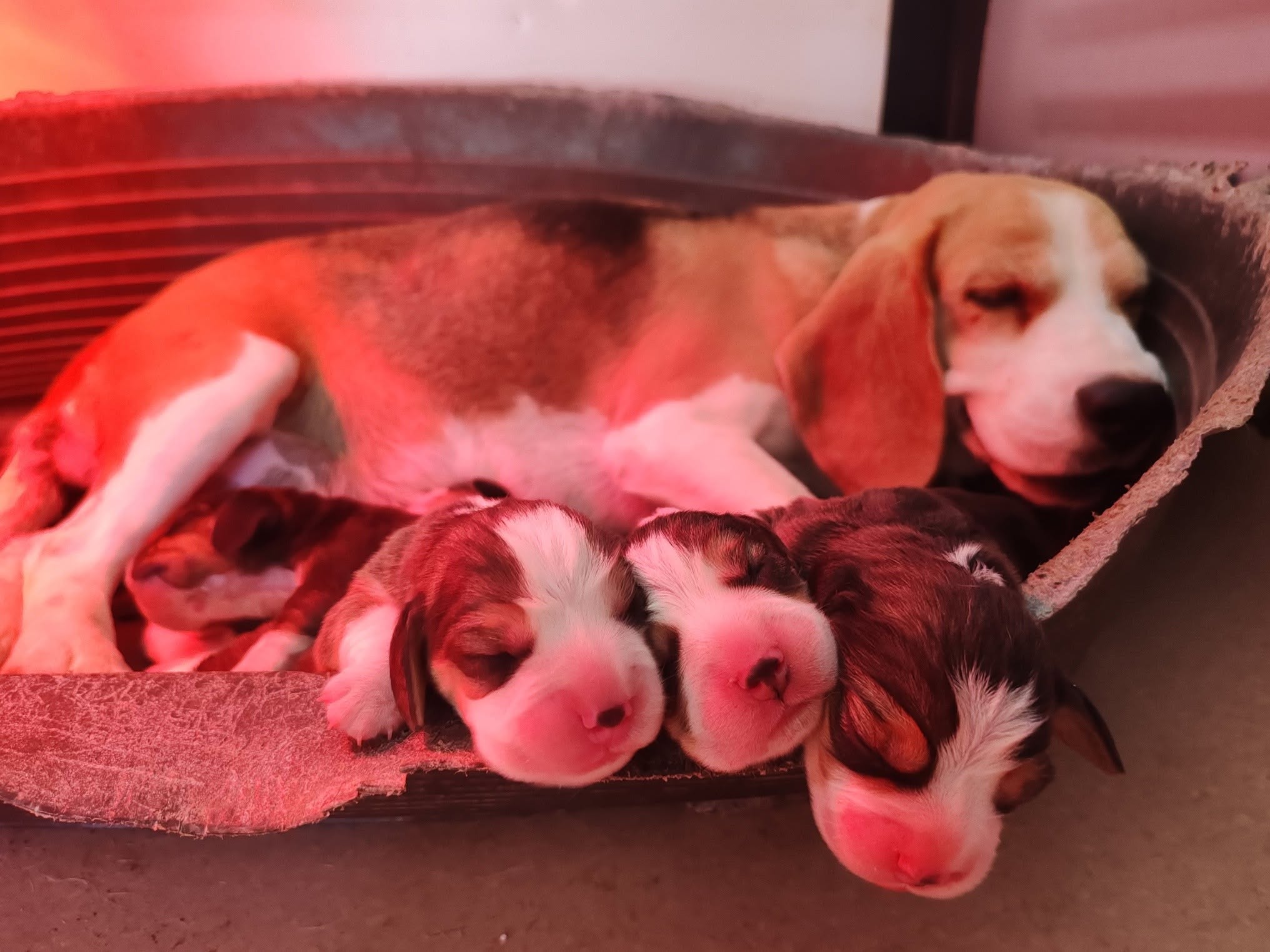 Vespa Zorro Beagle alom
